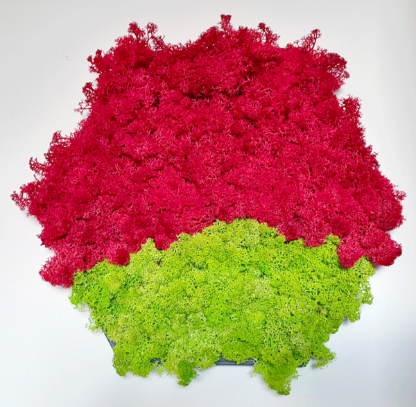 Hexagon dual color c060c8f2