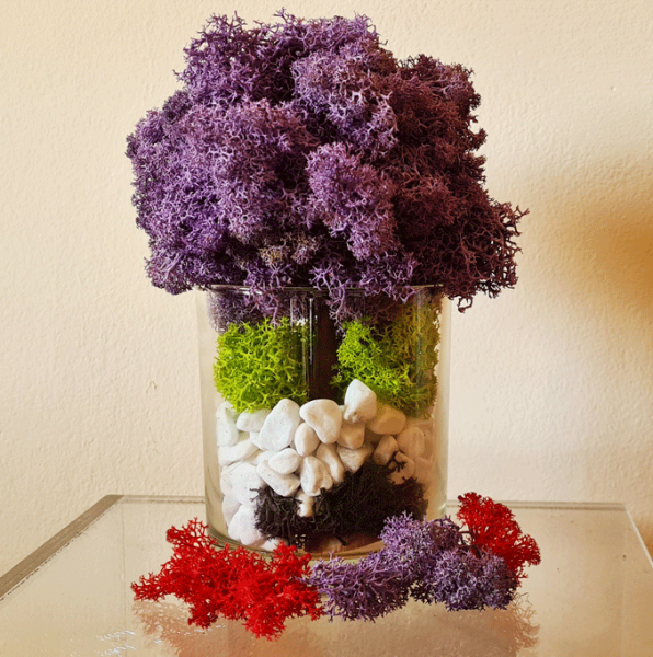 cinamon tree 4756a7aa