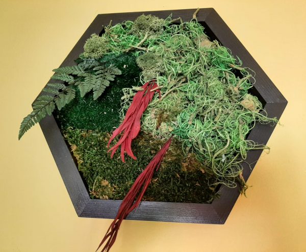 Tablou cu licheni si 3 tipuri de muschi.jpeg2 705e71d7