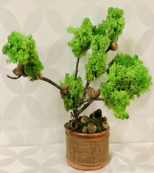 Bonsai Moss Tree 5 a86b823c