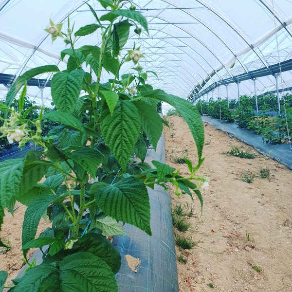 inbound9047450146681377696